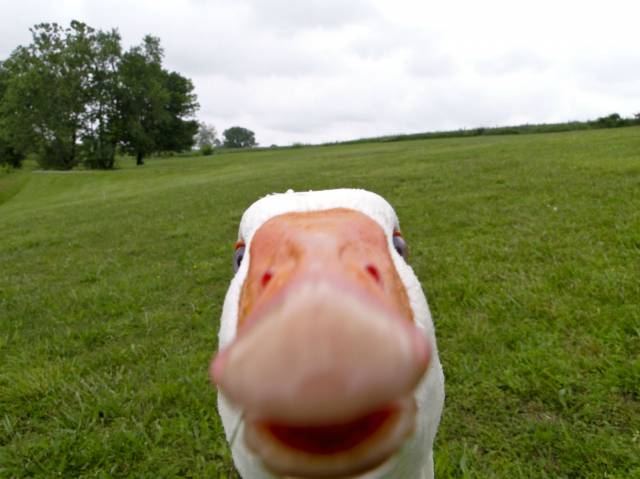 let me take a selfie