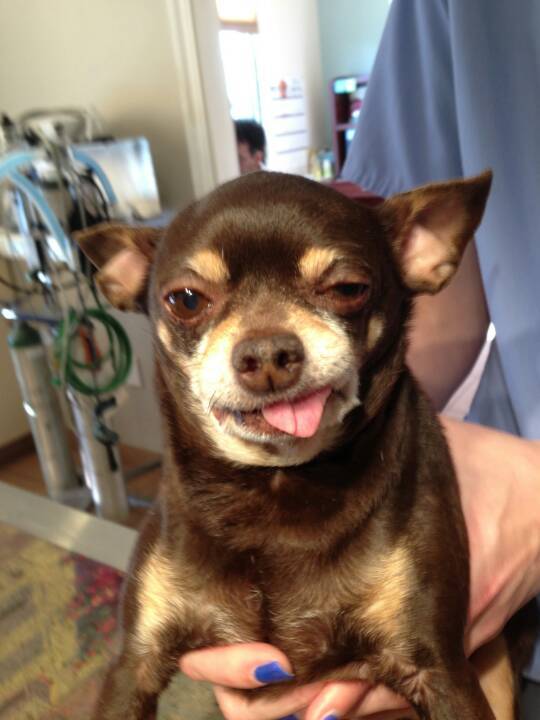 My roommate is a vet. Here's one of her patients on tranquilizer.