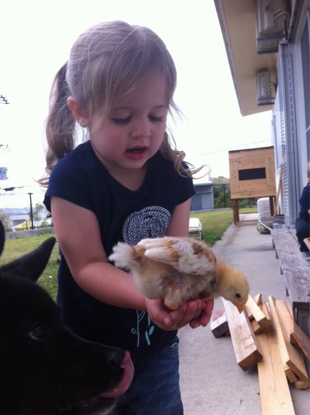 My niece, about to accidentally feed this chick to my dog. 