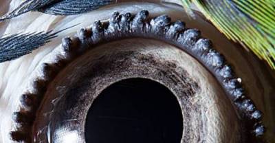 You Might Not Even Realize What You&rsquo;re Looking At Here. But When You Know, It&rsquo;s Simply Fascinating. 