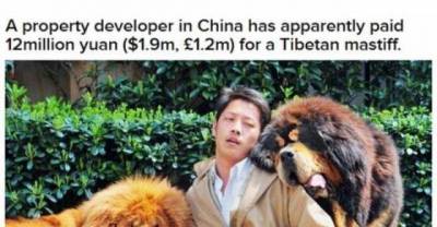 The Priciest Dog in the World