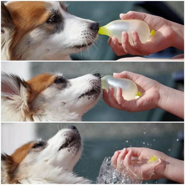 Today I taught my dog about water balloons.