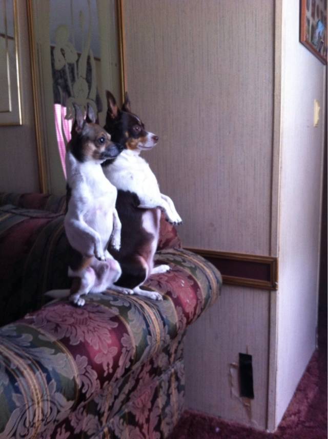 They sit like this every time they hear someone coming to the door.