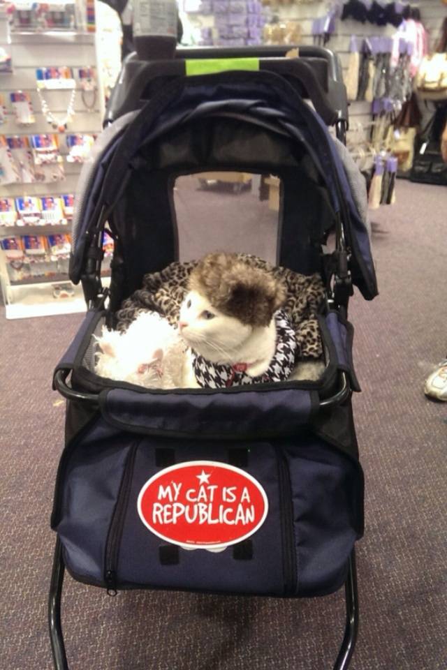 My girlfriend took a picture of this cat wearing a fur hat in a stroller at her work and sent it to me.