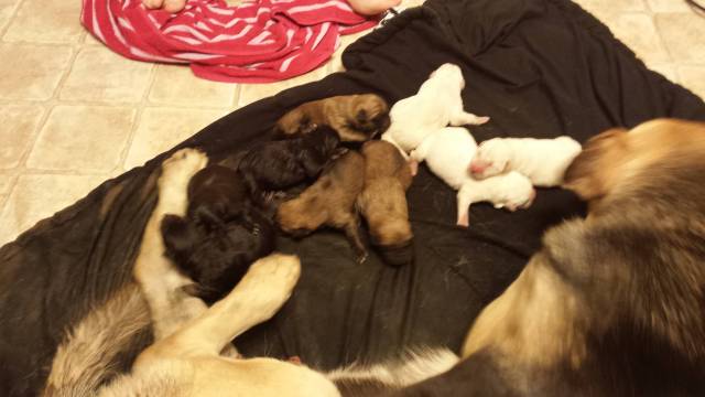 My German Shepherd just had 9 pups. She also ran out of toner.