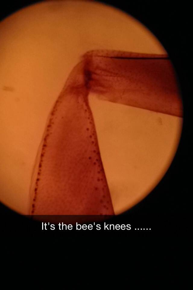 My sister got a microscope for her birthday