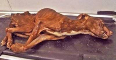 The Story of How This Abused Dog Was Thrown In To Trash and Then This Miracle Happened