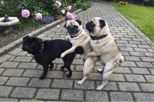 These pugs getting it goin