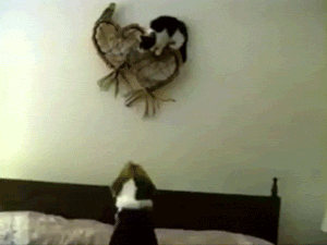 Tonight’s main event: Bird vs. Cat, with special guest referee
