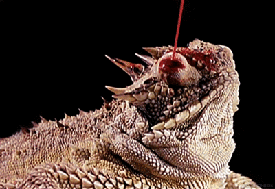 Blood squirting lizard, when threatened are capable of squirting blood from their eyes. Contains a chemical that is noxious to dogs, wolves, and coyotes. Metal as f*ck