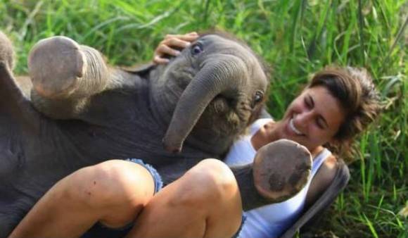 A baby elephant sat on my friend.
