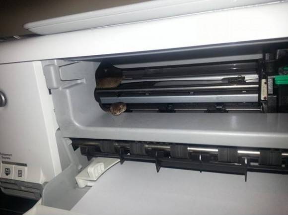 Found a snake in my printer. 'Straya!