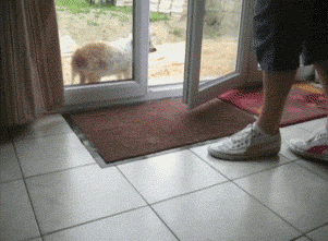 Clean your paws!