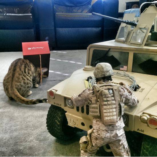 Marines capture leopard with the old box and stick trap.