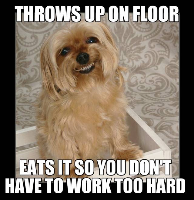 Good guy dog.