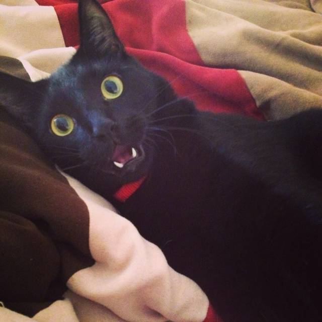 I think the cat nip was to much to handle