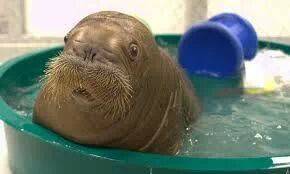 Baby walruses look like old men that just received shocking news.