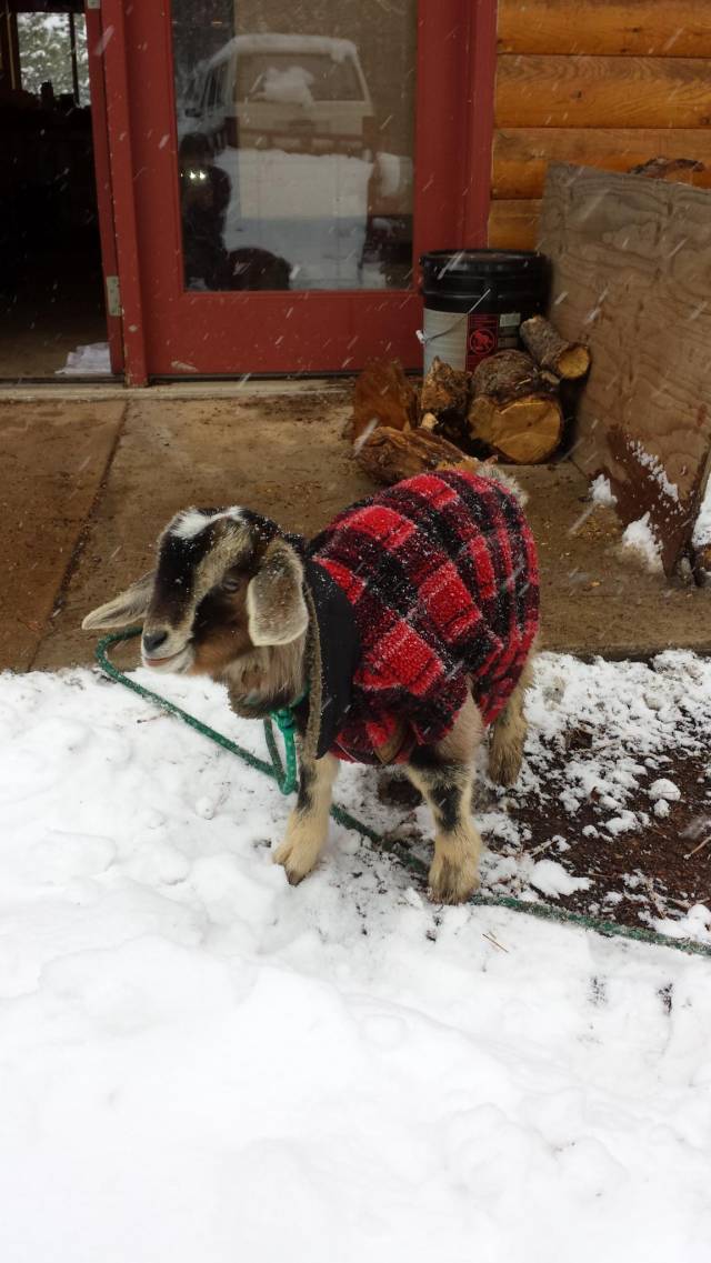 Only in Colorado