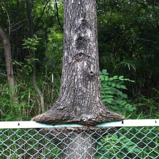 Nature slowly reclaiming the earth nom by nom by nom
