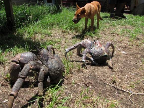 Coconut Crabs, a good reason to keep your dog