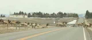 Massive herd of elk in Montana. If at first you don’t succeed... wait for it...