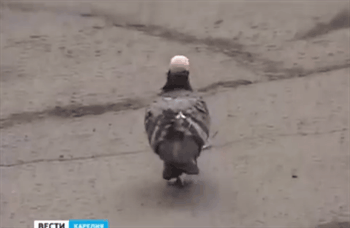 Some f*cker glued a plastic cap onto this pigeon’s head