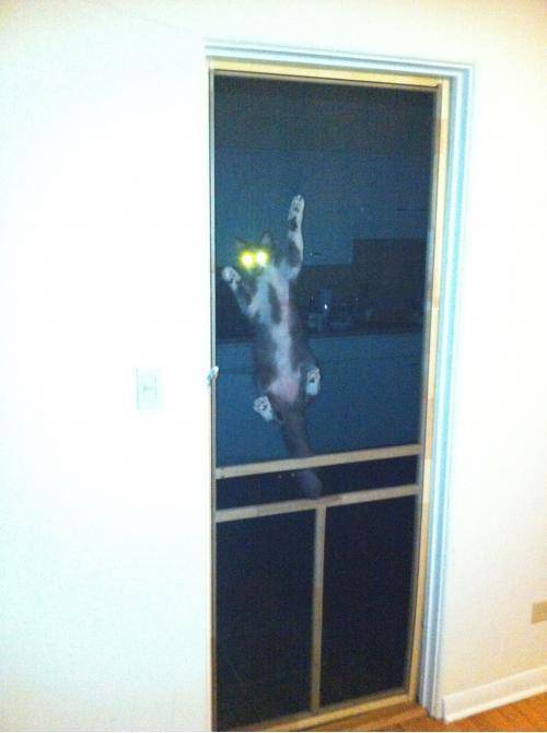 Started locking my cat in the kitchen at night...he's adjusting