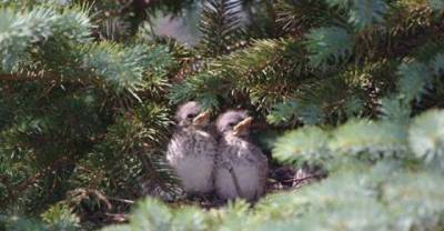 The Cutest Baby Animals