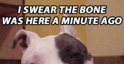 When Dogs Get High You Get These Hilarious Memes 
