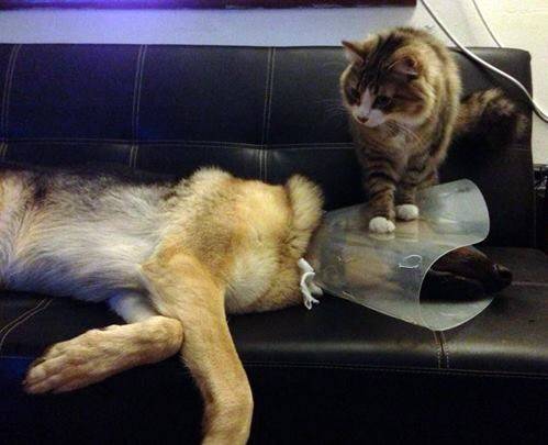 Definition of adding insult to injury...