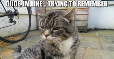 Memes Of Animals Who Just Can't Handle Their Liquor 