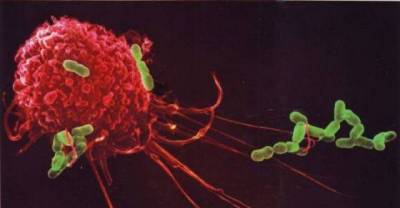 The Story of How Our Body Cells Are At Constant War To Help Us Keep Living