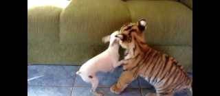 Baby tiger playing with dog. Nothing can do, cat is cat