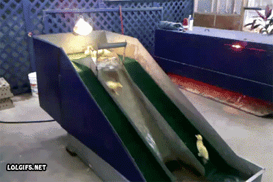 This. Is how ducks Slide..