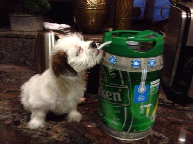 Asked a friend to watch my dog over the week, he sent me this...