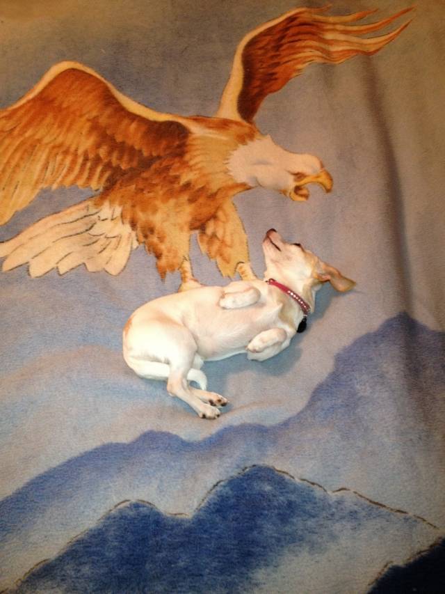 dog layed just right on my new blanket