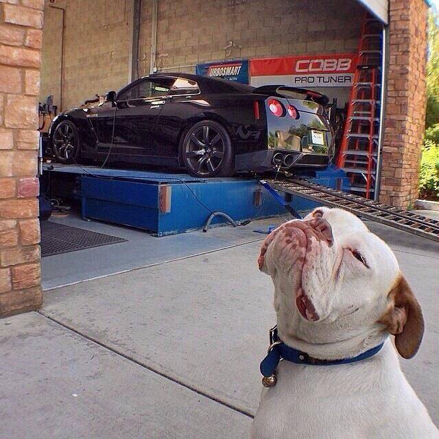 My friend recently opened a car shop. His dog is very proud.