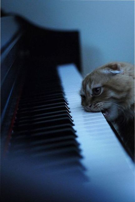 Meowzart