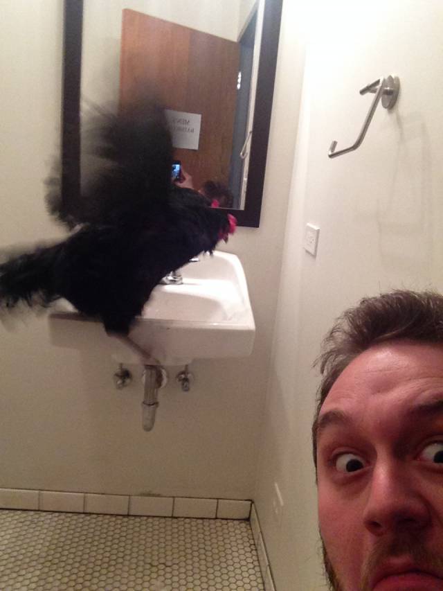 Walked in on a chicken in the bathroom, in Downtown Chicago.