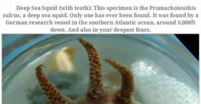 These Strange and Weird Animals That Have Got Me Questioning Mother Nature's Free Time