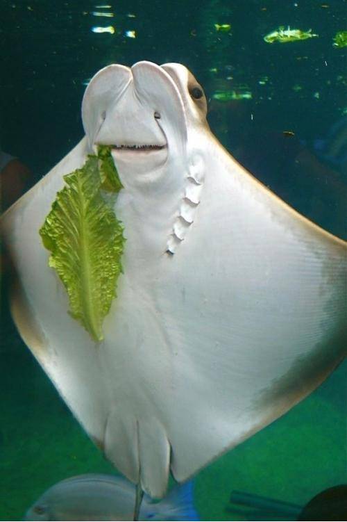 Do I have something in my teeth?