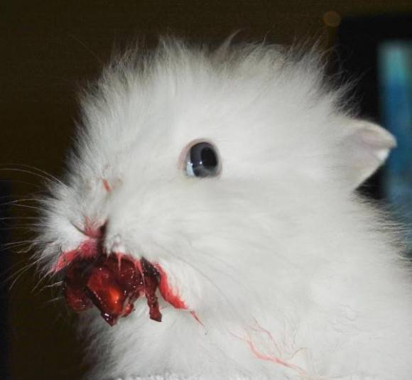 Rabbit eating a cherry