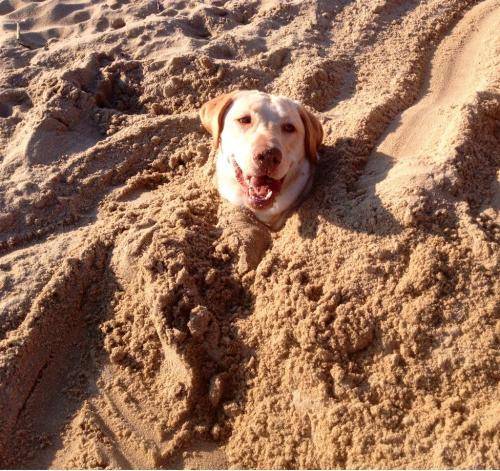 My dog was totally cool about us burying him.
