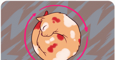 Shocking Facts behind What Cat Behavior Actually Means