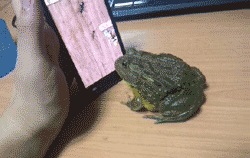 Smart little feller
