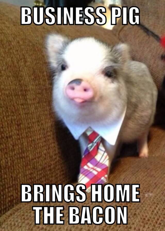 Business pig