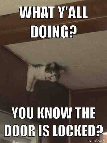 Our cat is not a big fan of being out side. She found a way into the attic and through a hole made by a leak.