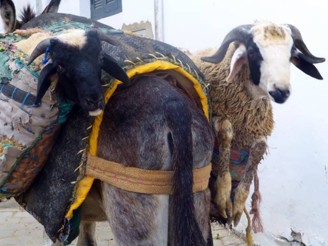 Totes Ma Goats