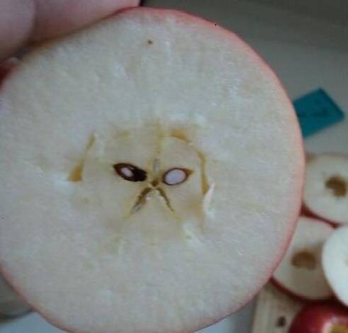Grumpy cat in my apple