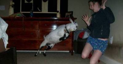 Animals Viscously Attacking People